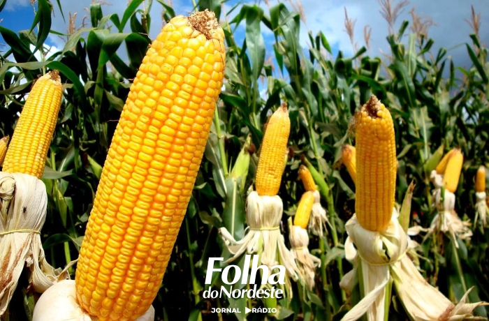Programa Milho 100% garante sementes gratuitas para agricultores familiares de Lagoa Vermelha