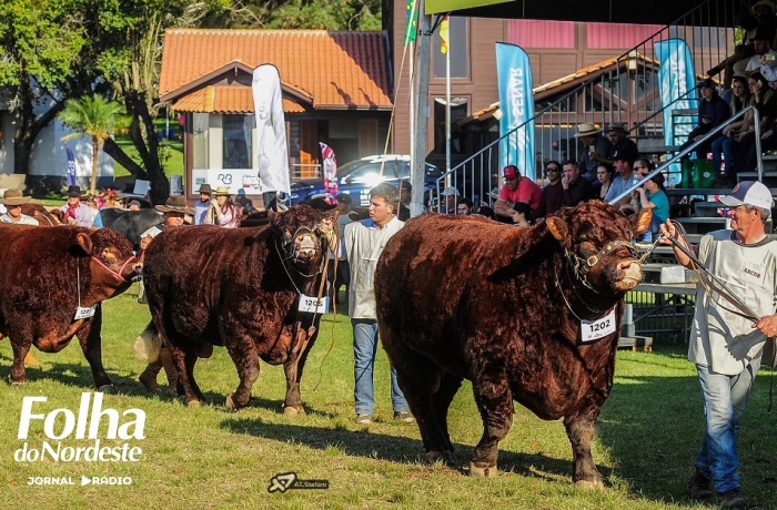 Inscrições abertas para animais das raças Devon e Bravon na 48ª Expointer