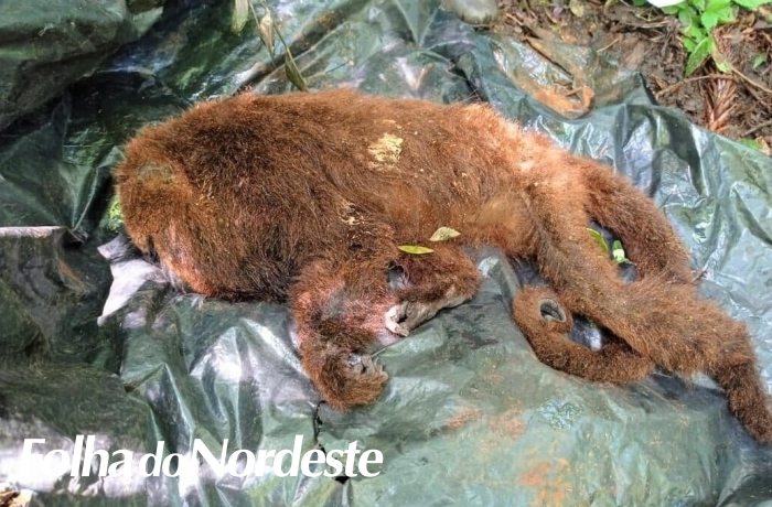 Febre Amarela é confirmada em bugios mortos em Lagoa Vermelha