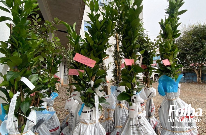 Campanha de encomenda de mudas segue até 30 de junho em Lagoa Vermelha