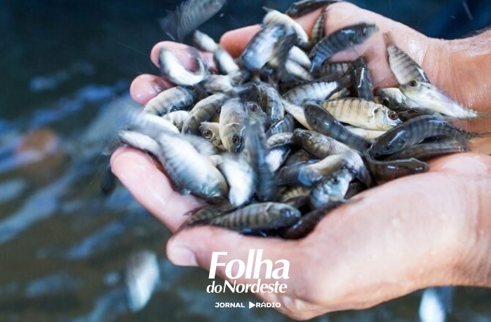 Município abre nova etapa para aquisição de alevinos por produtores rurais