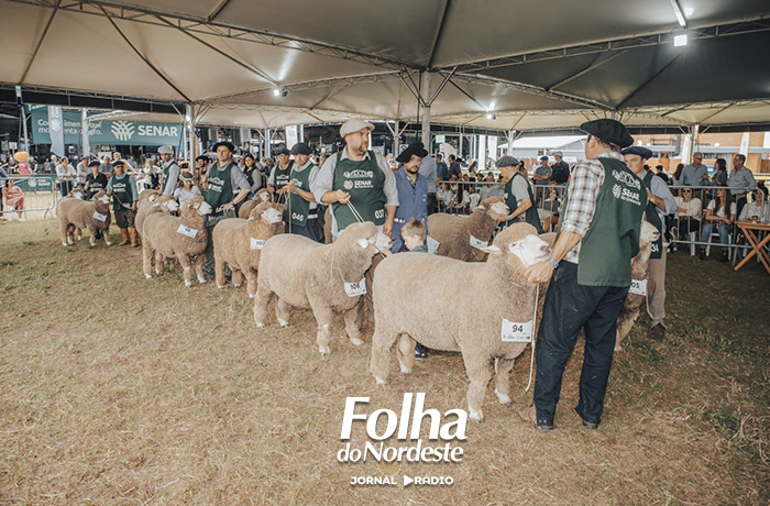 Corriedale terá 30 animais e programação especial na 49ª Expointer