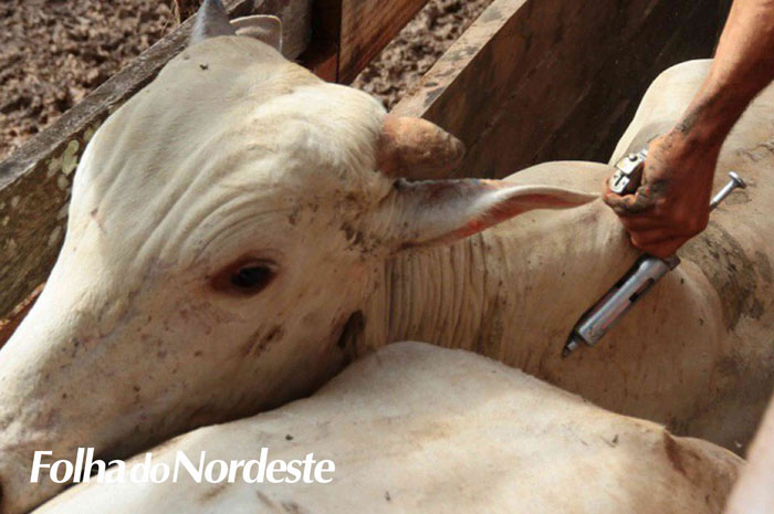 Campanha de Vacinação Contra a Febre Aftosa se encerra em 31 de maio