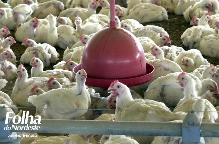 Governo do RS revoga estado de emergência em saúde animal após controle da gripe aviária