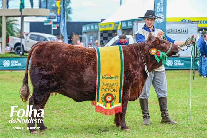 Raça Devon é destaque nos julgamentos da Expointer 2025 em Esteio