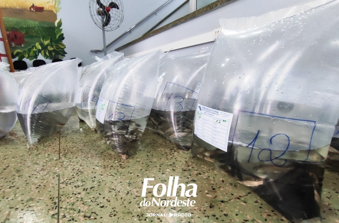 Campanha de entrega de alevinos segue em Lagoa Vermelha com pedidos abertos até dia 19