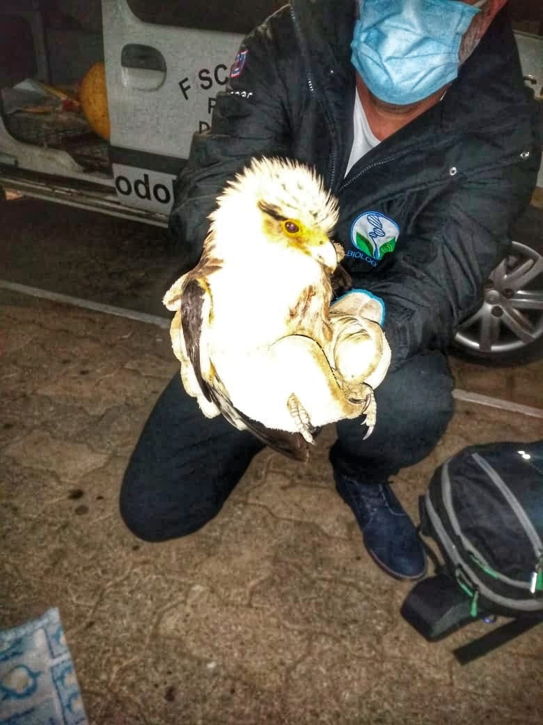 Brigada Militar realiza resgate de animal silvestre ferido em Vacaria