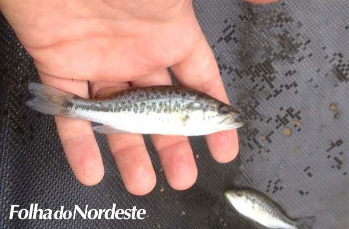 Pedidos de peixes alevinos irão até dia 9 de janeiro em Lagoa Vermelha