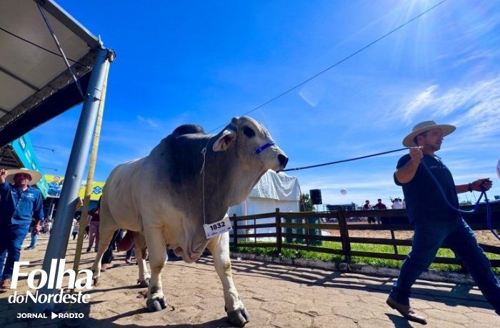 Falcão, touro Brahman de 1.430 quilos, é o animal mais pesado da 48ª Expointer