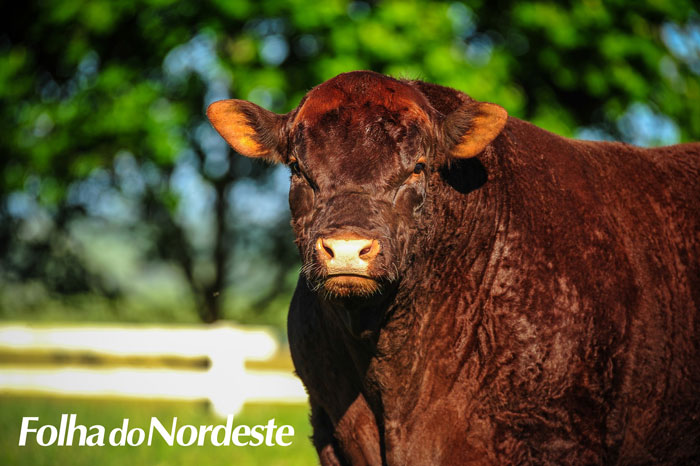 Balanço raça Devon:  2019 foi ano de Programas de Certificação e de Carne Certificada no RS 
