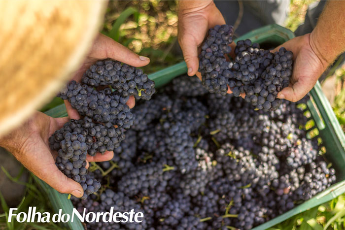 Qualidade marca a safra de uva 2018 no Rio Grande do Sul 