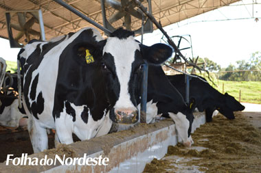 Posto da Inspetoria Veterinária alerta sobre prazo de vacinação contra febre aftosa