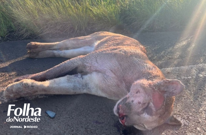 Onça-parda é morta em atropelamento entre Lagoa Vermelha e Sananduva, na ERS 126