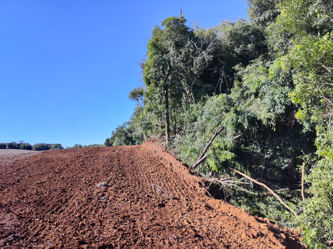 Identificados em Caseiros destruição de mata nativa e corte irregular de pinheiros 