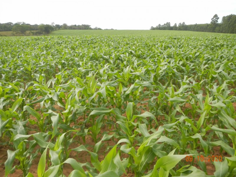 Mesmo com tempo seco, implantação de milho chega a 66% da área total cultivada