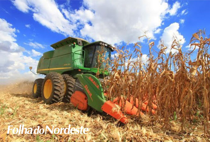 Colheita do milho avança no Estado e alcança 43% da área cultivada