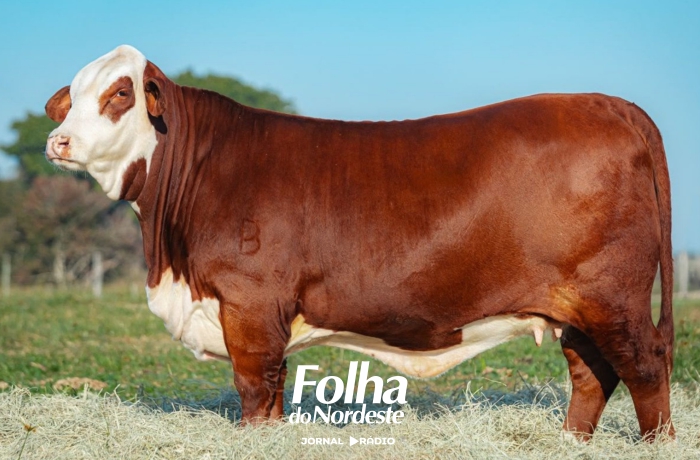 Hereford e Braford respondem por 75,6% do faturamento bovino nos remates da 49ª Expointer