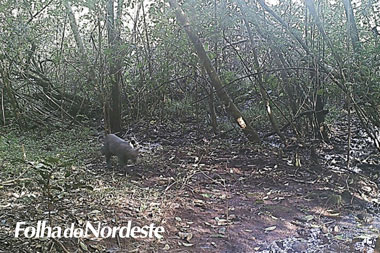 Espécie ameaçada de extinção, Gato-mourisco é encontrado na UPF