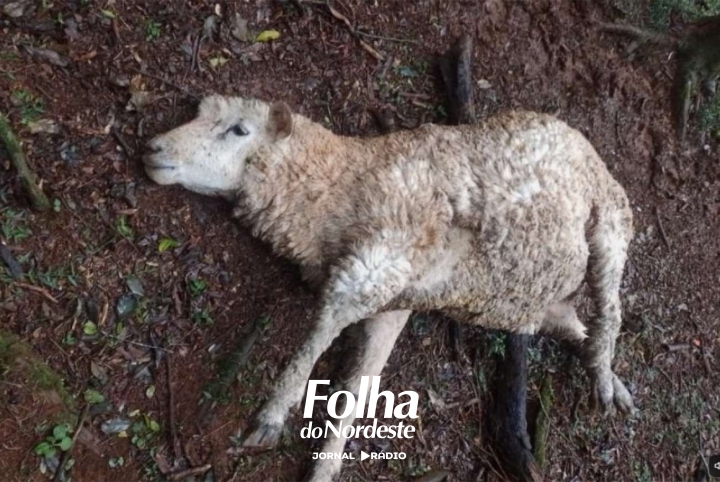 Ataque a rebanho deixa dezenas de ovelhas mortas no interior de Caseiros