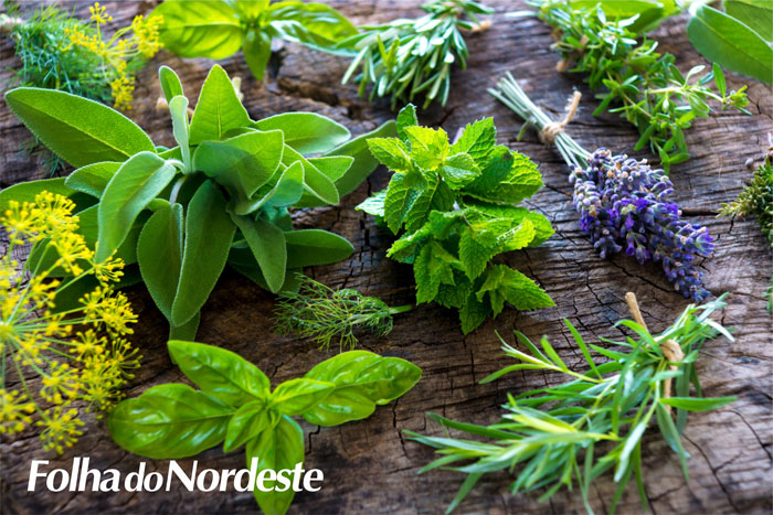 Curso de plantas medicinais será em agosto