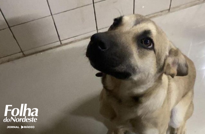 Mulher é presa suspeita de esfaquear cadela do vizinho em Passo Fundo