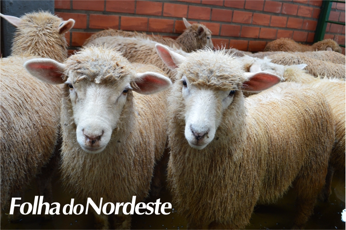 Agricultura de Capão Bonito do Sul lança editais para cadastramento em programas municipais 