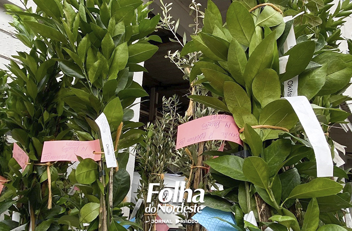 Aberto prazo para pedidos de mudas frutíferas e ornamentais em Lagoa Vermelha