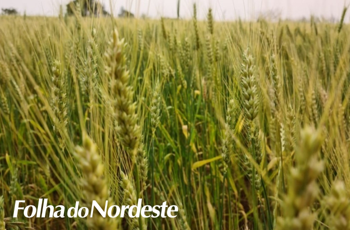 Exportações do agronegócio gaúcho têm alta de 65,9% no primeiro trimestre de 2022