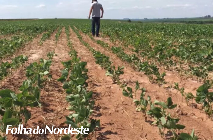 Agricultura encaminha medidas de emergência para amenizar efeitos da estiagem