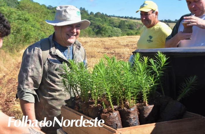 Enriquecimento florestal: áreas de preservação da FUPF começam a ganhar 400 novas mudas de araucárias