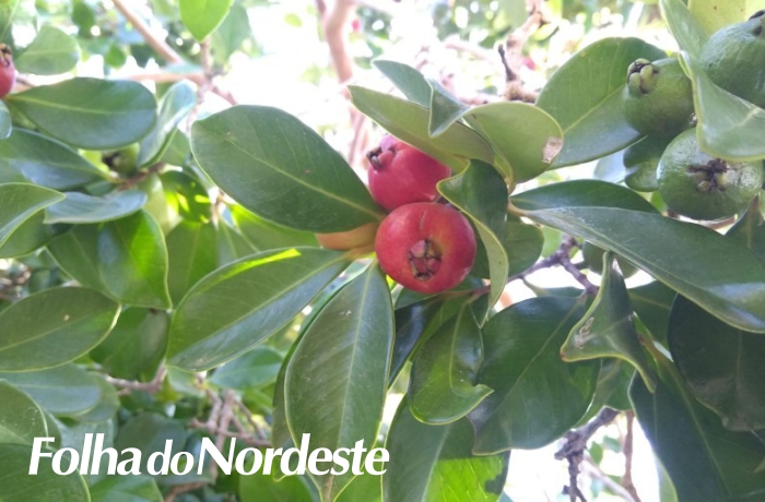 Centro de pesquisa da Secretaria da Agricultura lança publicações sobre frutas nativas do RS