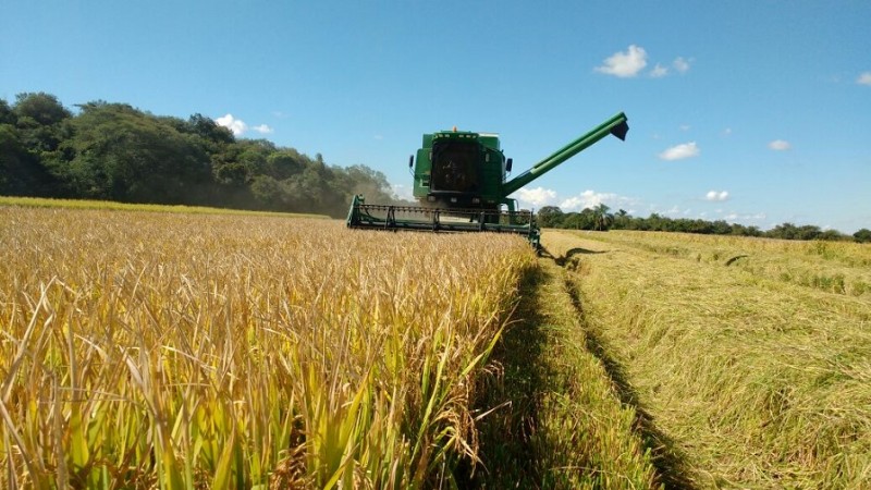 Seca provocou quebra de 28,7% na safra de grãos de verão, aponta Emater