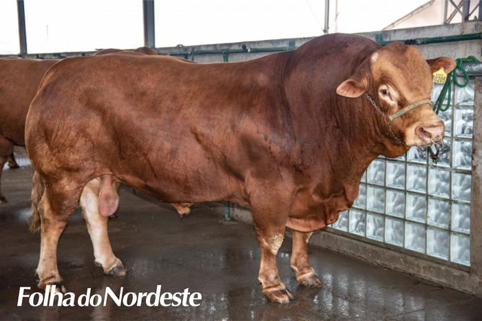 Com 1.280 quilos, exemplar limousin é o animal mais pesado da Expointer