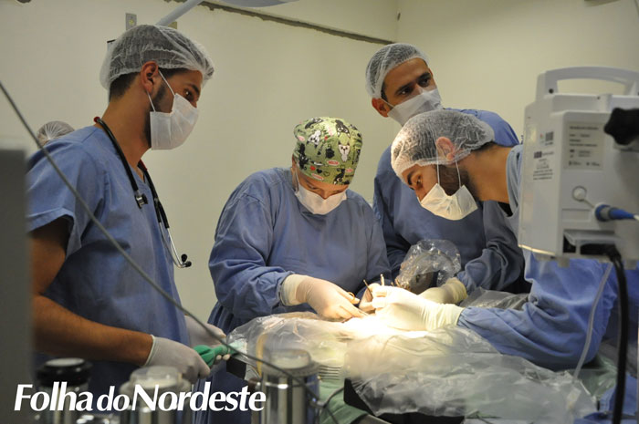 Gavião fêmea é submetido a biópsia no Hospital Veterinário da UPF