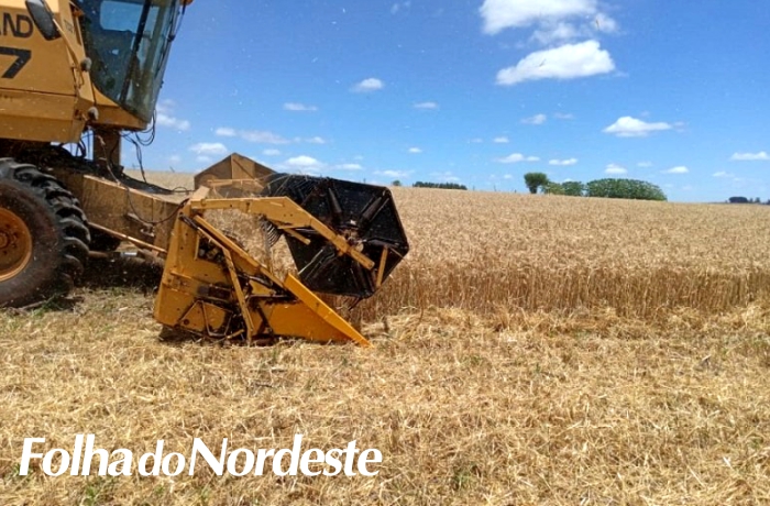 Colheita do trigo chega a 95% da área total cultivada no Estado