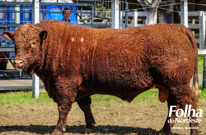 Raças Devon e Bravon participam da Exposição Feira Agropecuária de Encruzilhada com 22 reprodutores rústicos