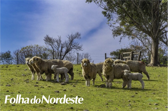 Expointer 2021: mercado aquecido faz ovinos superarem inscritos da edição 2019