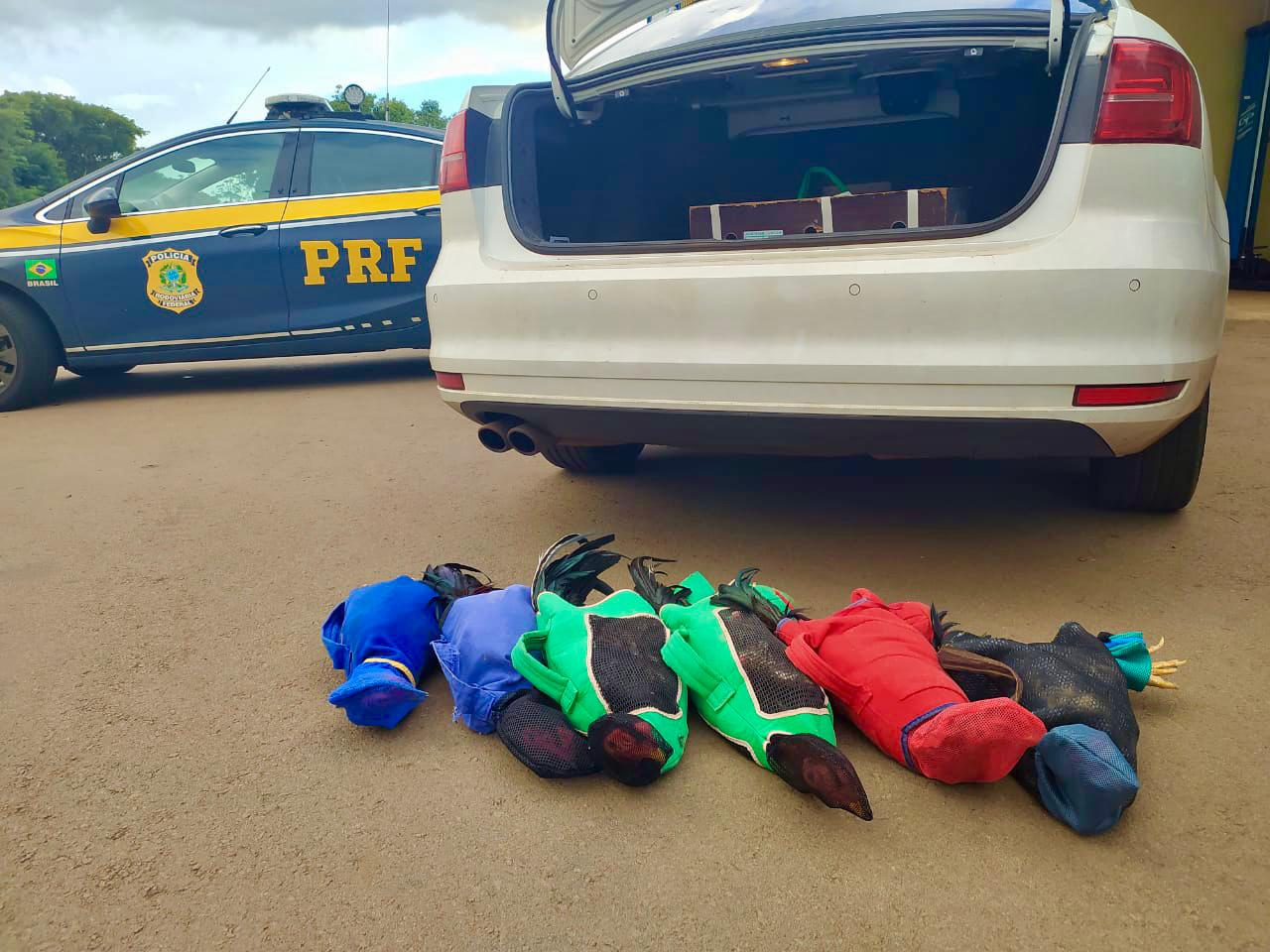 Polícia prende prefeito transportando galos de rinha em veículo oficial da Prefeitura