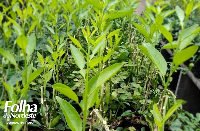 Encomenda de mudas frutíferas vai até dia 29 de maio