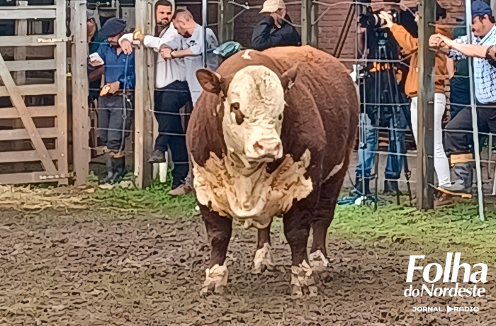 Hereford e Braford têm julgamentos de rústicos na Expointer 2025 em Esteio