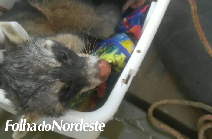 Brigada Militar de Muitos Capões realiza resgate de animal silvestre