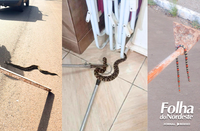 Vereadores do PL alertam para aumento de ocorrências com cobras no bairro Alto Pedregal