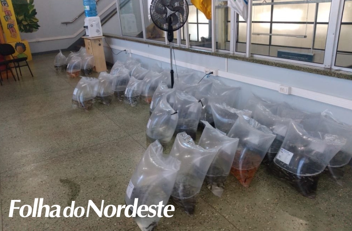 Aberta nova campanha para pedidos de alevinos em Lagoa Vermelha
