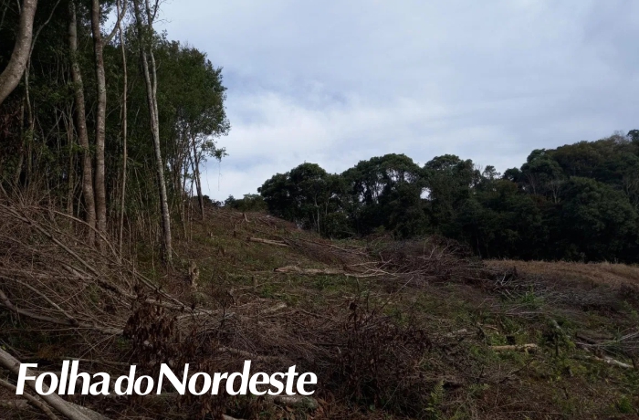 Patram flagra supressão de vegetação ilegal no interior de São João da Urtiga