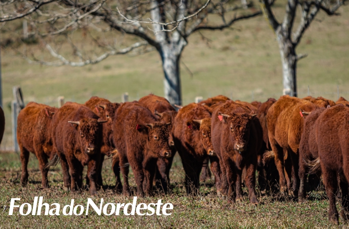 Raça Devon oferta 150 animais em leilão de terneiros e terneiras de Lages (SC)