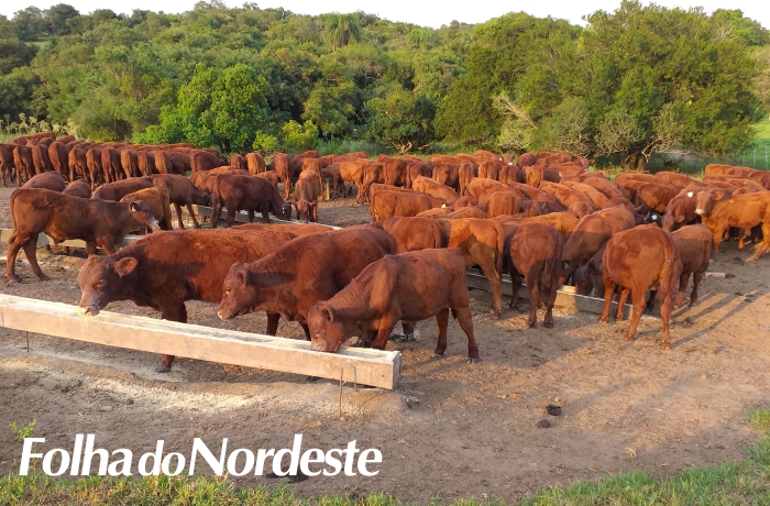 Opção para períodos de estiagem, desmame precoce tem resultados positivos na raça Devon