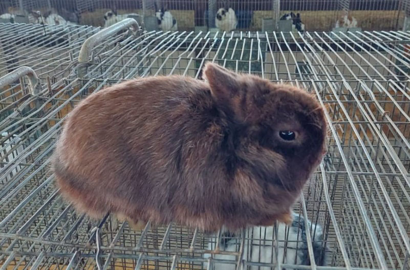 Pavilhão dos Pequenos Animais da Expointer desperta atenção do público