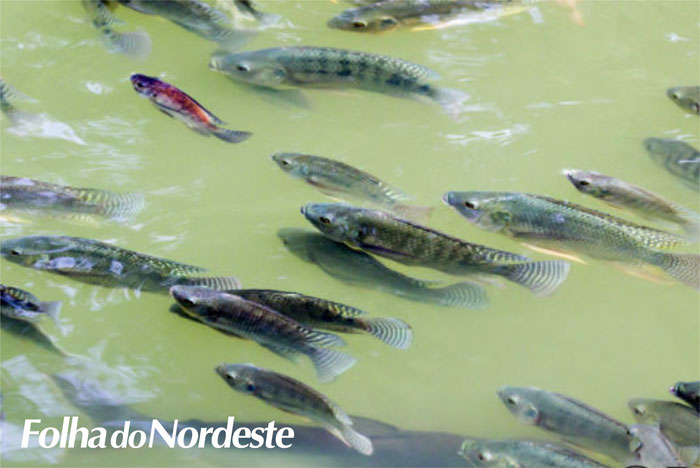 Pedidos de peixes alevinos irá até 09 de janeiro