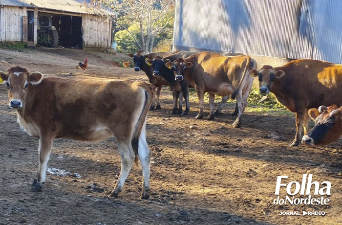 Furto de gado causa prejuízo de R$ 60 mil em Santa Cecília do Sul