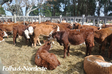 Feira do Terneiro, Terneira e Vaquilhona será realizada em Lagoa Vermelha